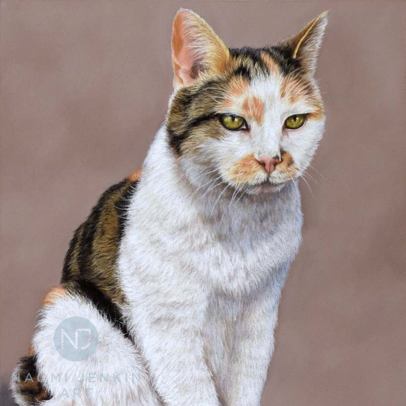 Pet portrait of calico cat by Naomi Jenkin Art. 