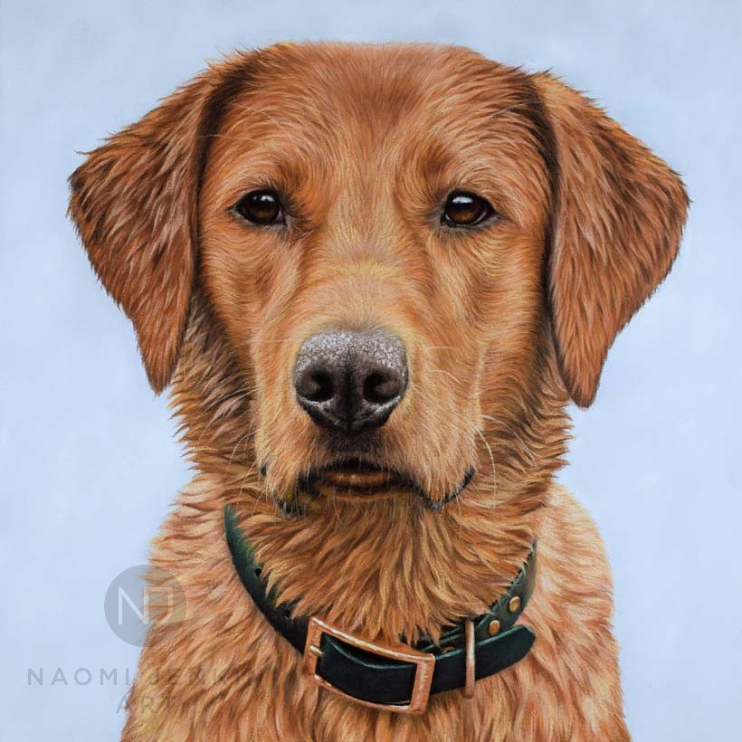 Fox red Labrador portrait drawn in pastels by Naomi Jenkin Art. 