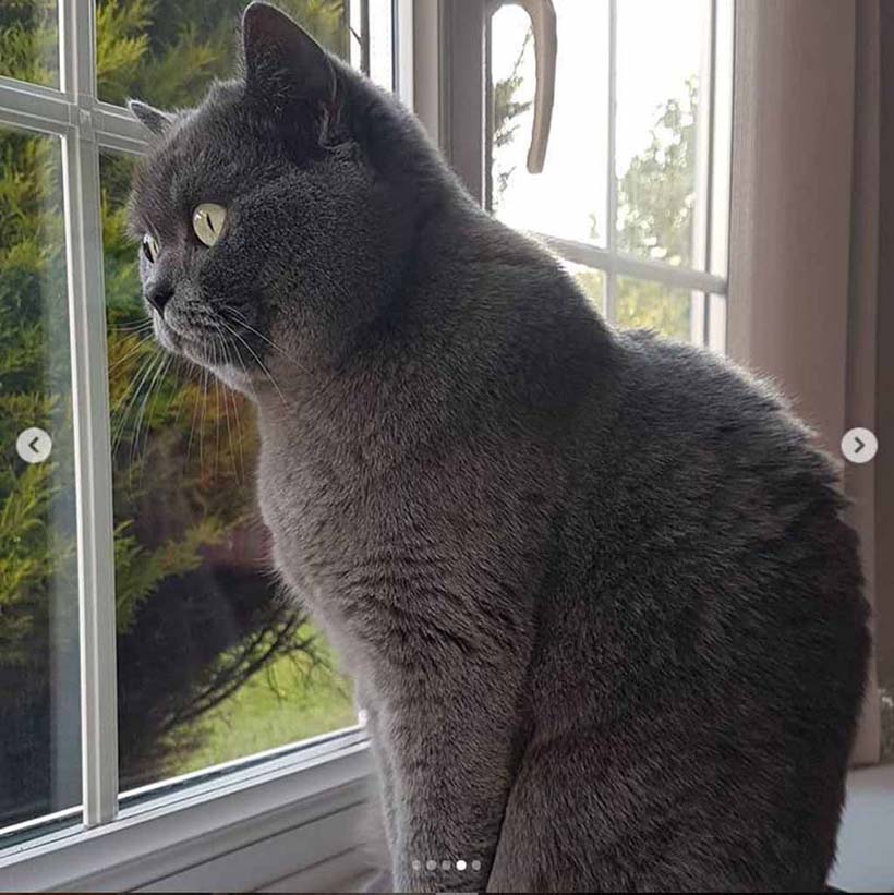 Cat on windowsill. 