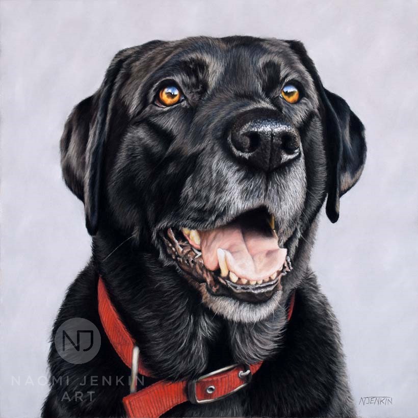 Black Labrador pet portrait drawn by Naomi Jenkin Art. 