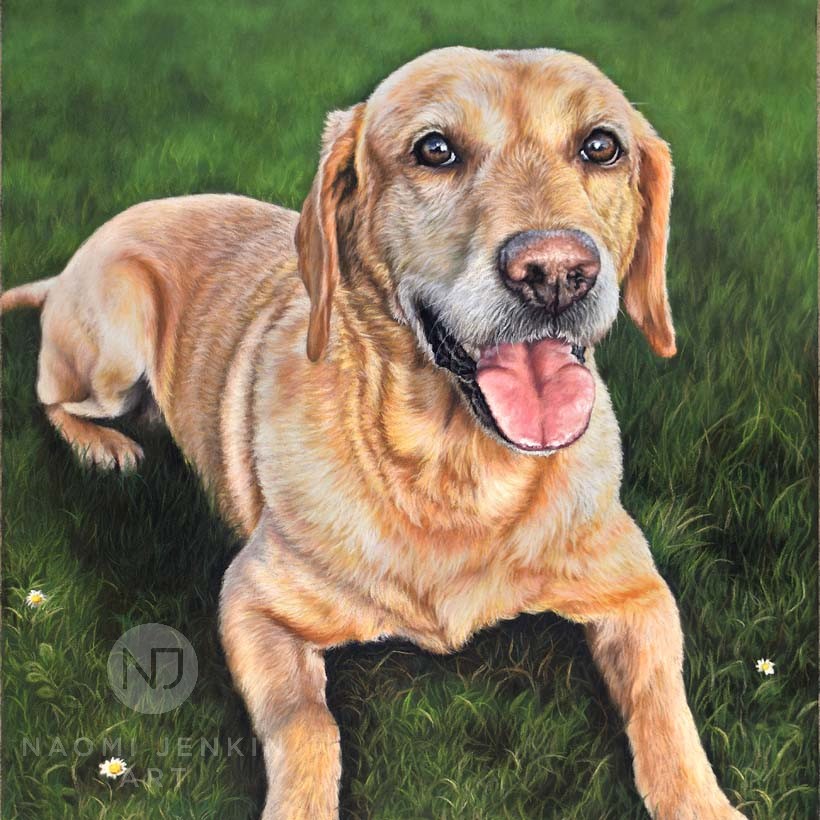 Pet portrait of golden Labrador by Naomi Jenkin Art. 