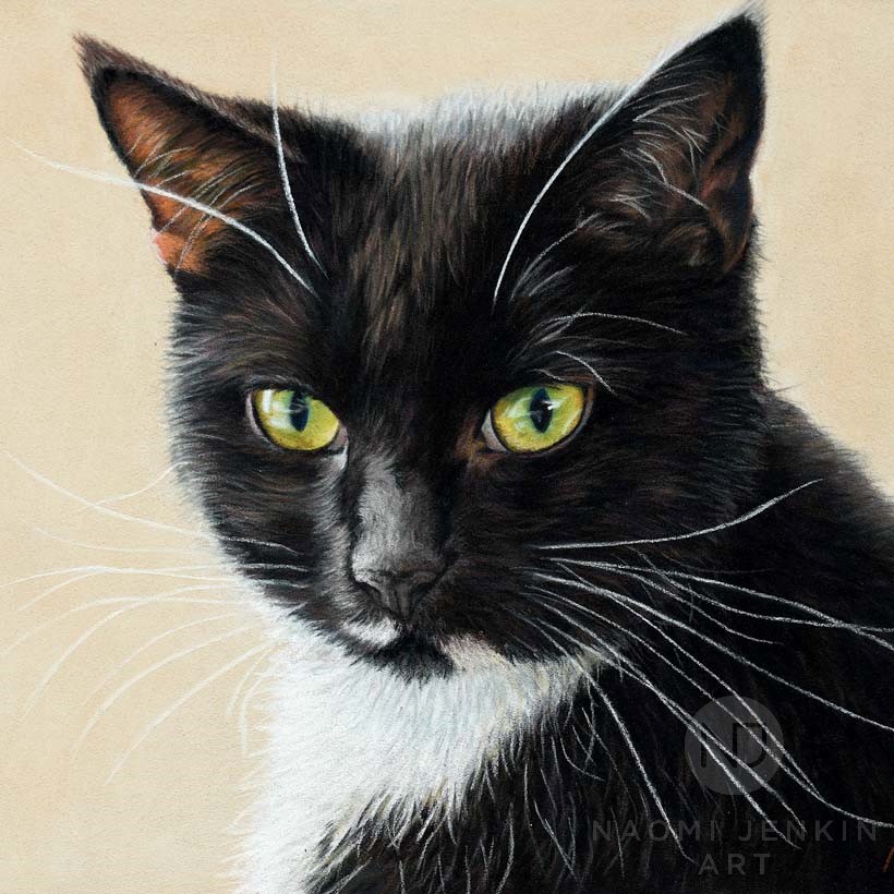 Pet portrait of black and white cat by Naomi Jenkin Art. 