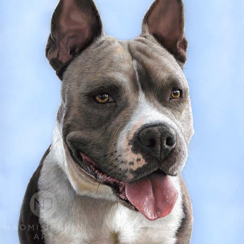 Pitbull terrier portrait by pet portrait artist Naomi Jenkin. 