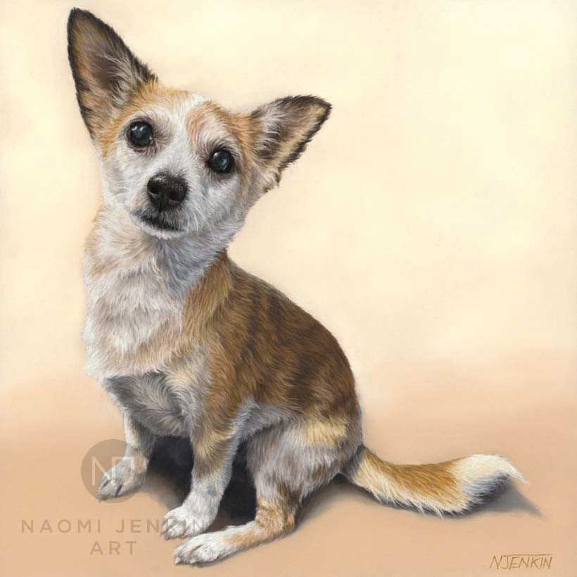 Chihuahua pastel portrait by pet portrait artist Naomi Jenkin.