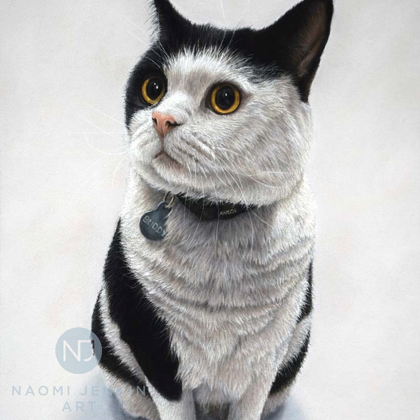 Pet portrait of black and white cat by Naomi Jenkin Art. 
