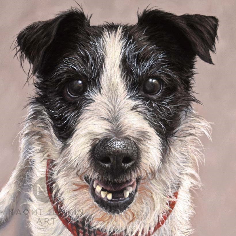 Terrier pastel portrait by pet portrait artist Naomi Jenkin.