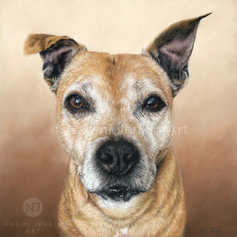 Pet portrait of a Staffy dog by animal artist Naomi Jenkin Art. 