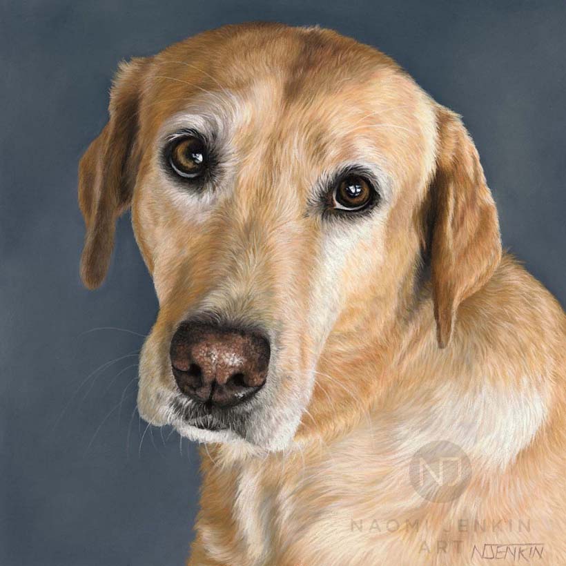 Yellow Labrador portrait by pet portrait artist Naomi Jenkin. 