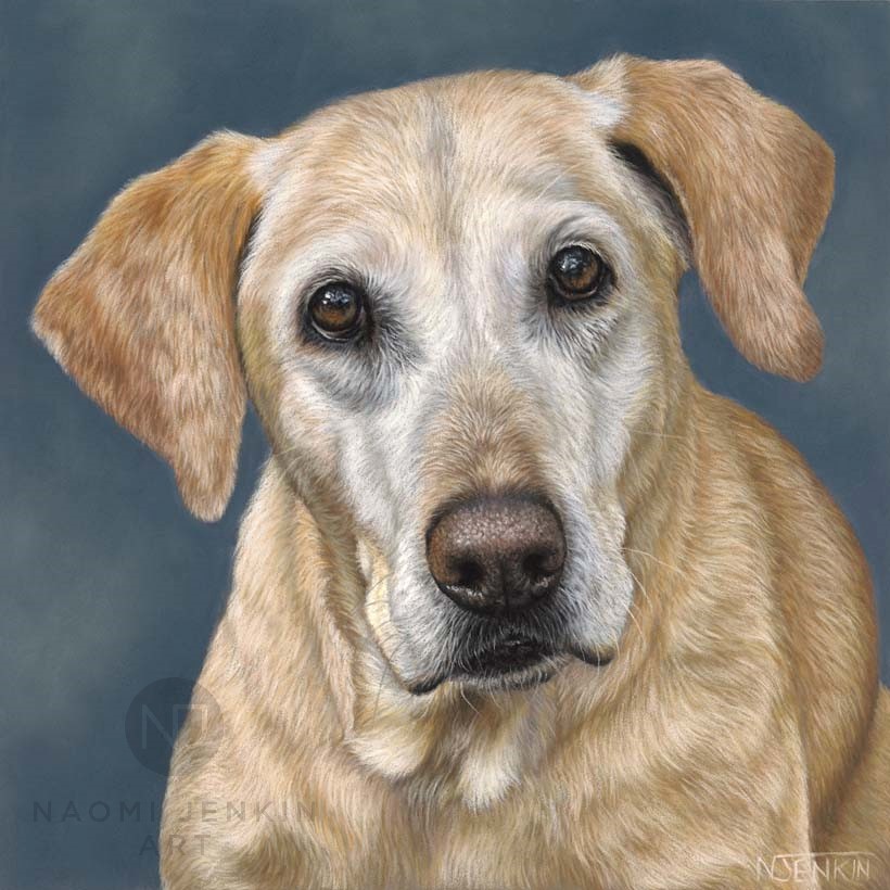 Yellow Labrador pastel portrait by pet portrait artist Naomi Jenkin. 
