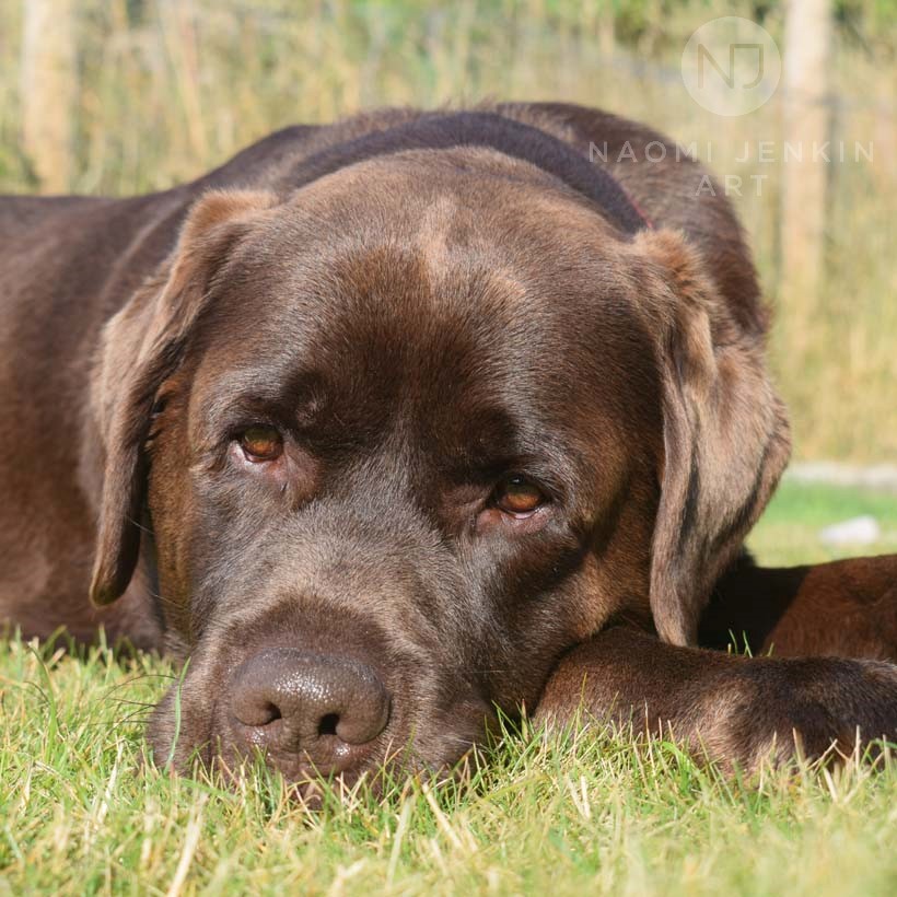Chocolate Labrador