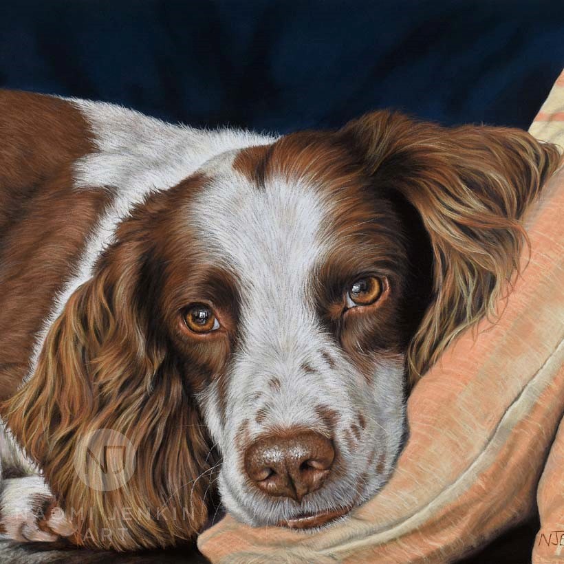Springer spaniel dog portrait by pet portrait artist Naomi Jenkin. 