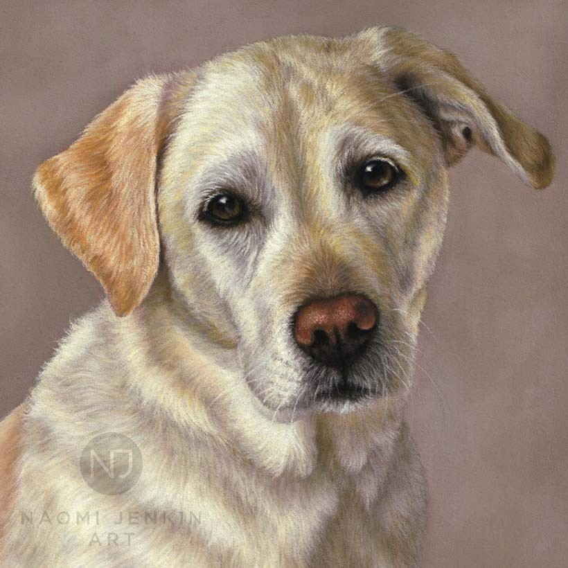 Portrait of Chloe the golden Labrador, hand drawn by Naomi Jenkin Art.