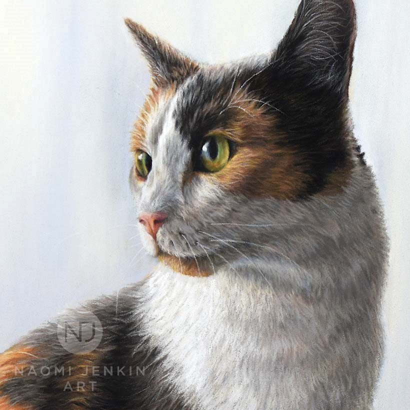Cat portrait by pet portrait artist Naomi Jenkin. 