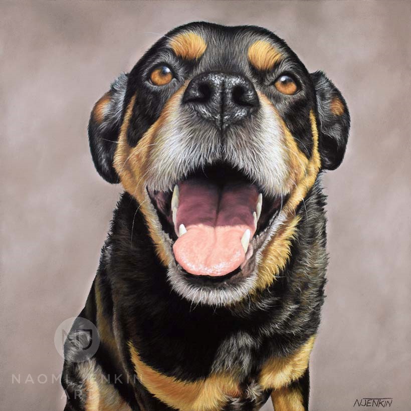 Rottweiler dog portrait by UK pet portrait artist Naomi Jenkin.