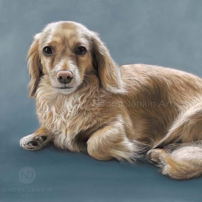 Pet portrait of a Dachshund by Naomi Jenkin Art. 