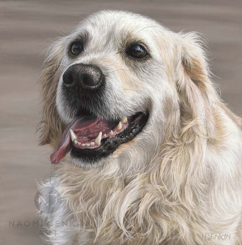 Golden Retriever dog portrait by pastel artist Naomi Jenkin. 