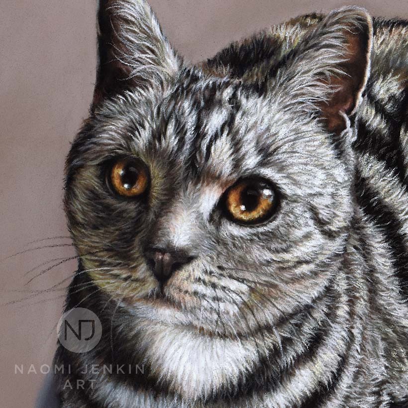 Cat portrait by Naomi Jenkin Art.