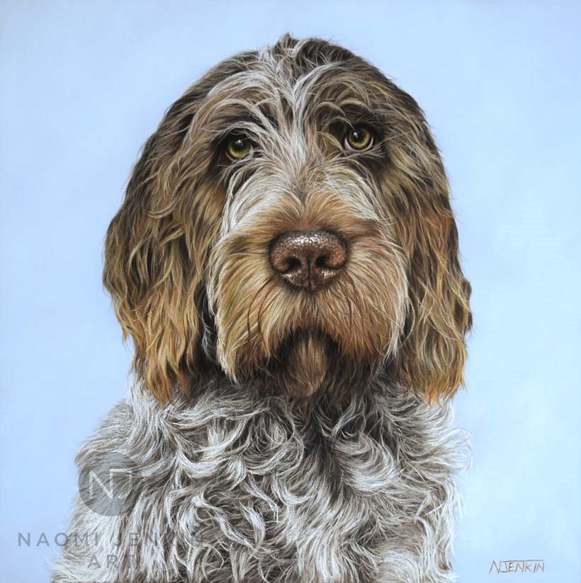 Italian Spinone dog portrait by pastel artist Naomi Jenkin. 