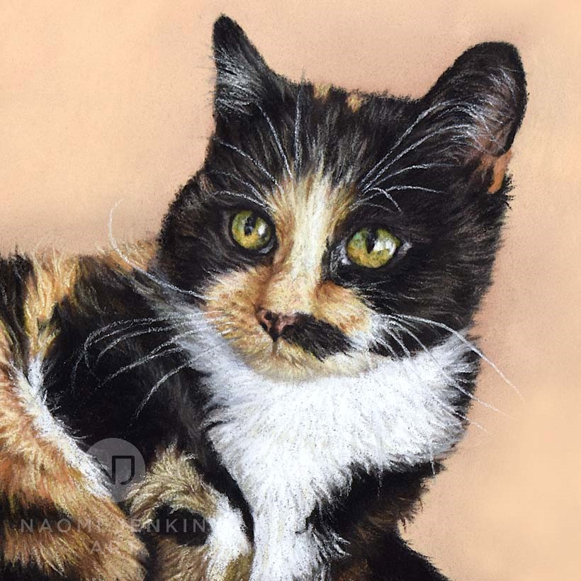 Pet portrait of calico cat by Naomi Jenkin Art. 