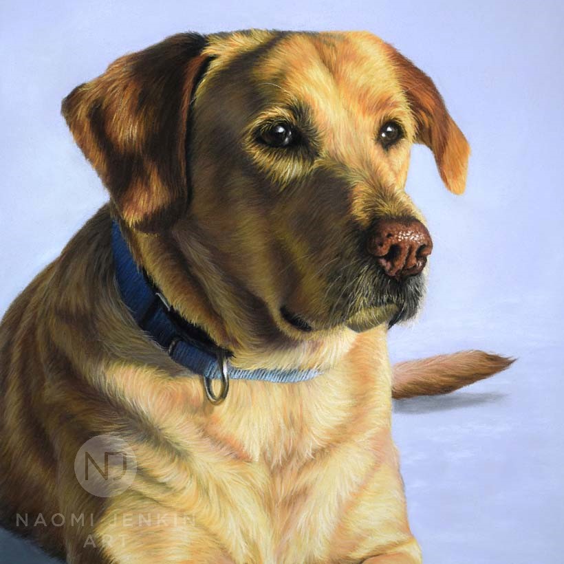 Yellow Labrador pet portrait by UK artist Naomi Jenkin. 