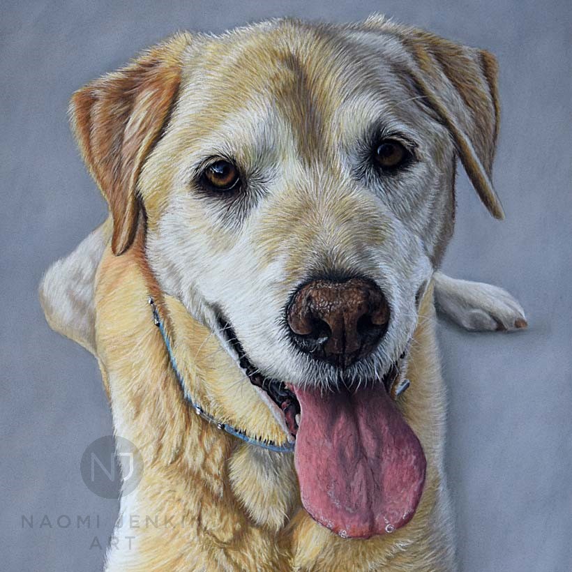 Yellow Labrador dog portrait by UK pet portrait artist Naomi Jenkin. 