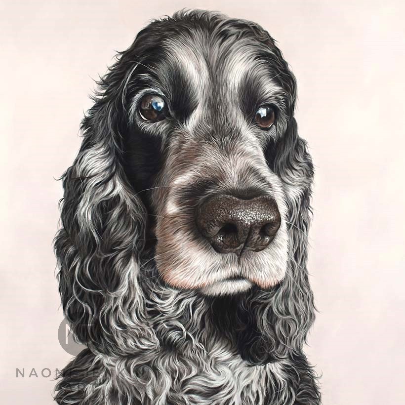 Cocker Spaniel dog portrait by UK pet artist Naomi Jenkin. 