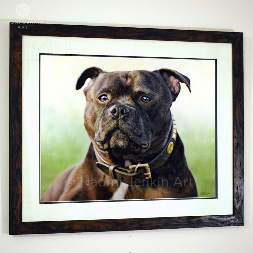 Framed dog portrait of a Staffordshire bull terrier, drawn by Naomi Jenkin