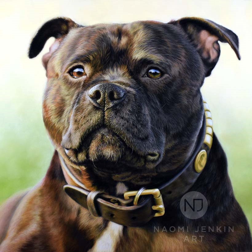 Staffordshire Bull Terrier pet portrait by Naomi Jenkin Art. 