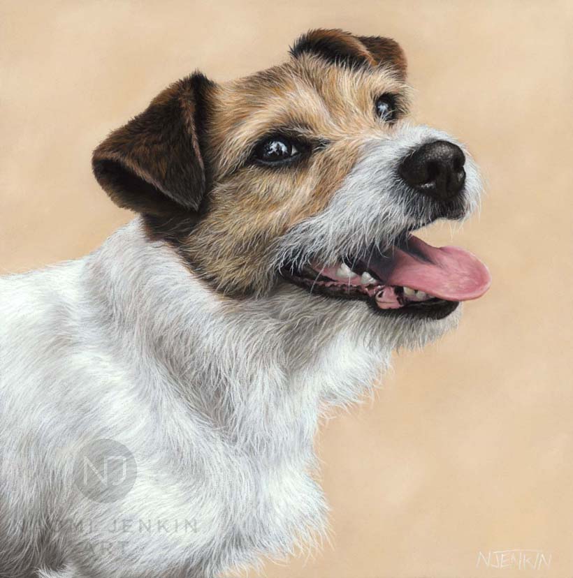 Jack Russell terrier portrait by dog portrait artist Naomi Jenkin. 