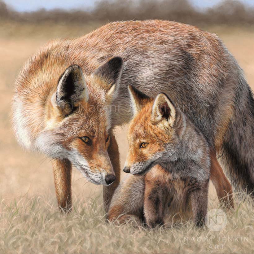 Red fox drawing by wildlife artist Naomi Jenkin Art. 