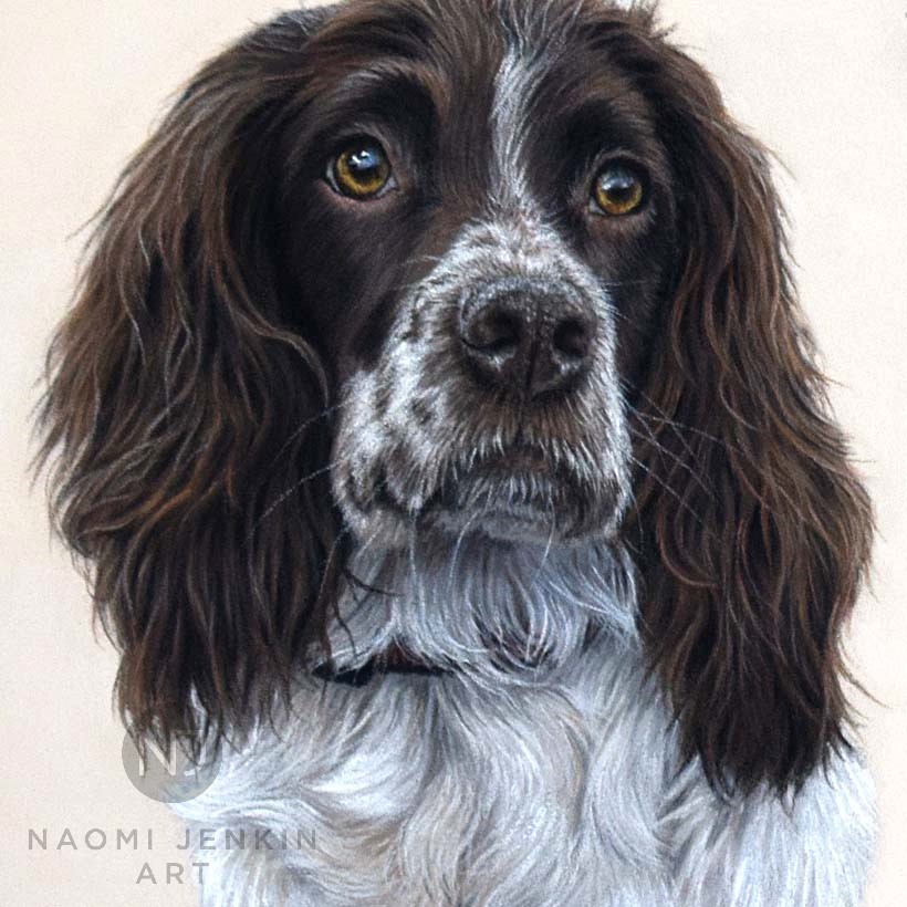 Dog portrait by pet portrait artist Naomi Jenkin.