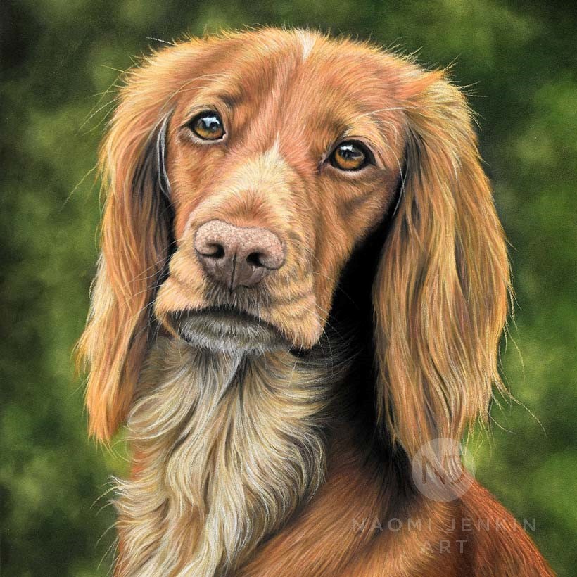 Cocker Spaniel portrait by UK pet portrait artist Naomi Jenkin. 