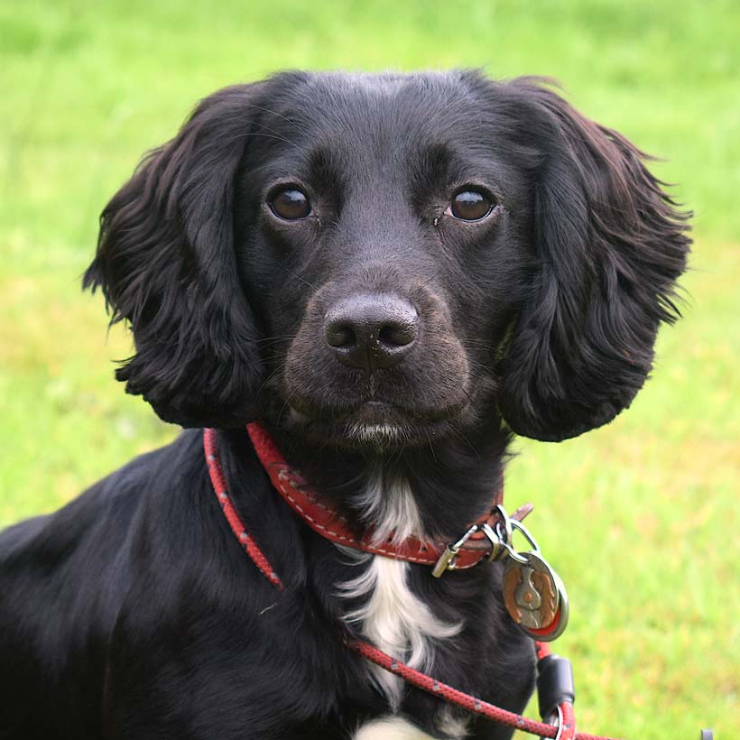 Cocker Spaniel