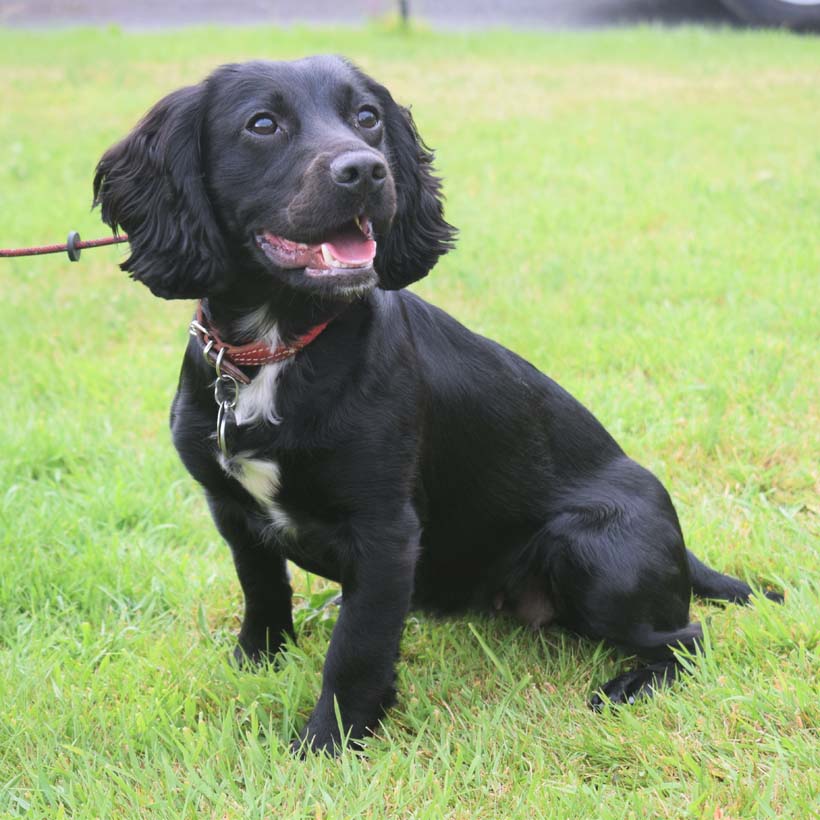 Cocker Spaniel