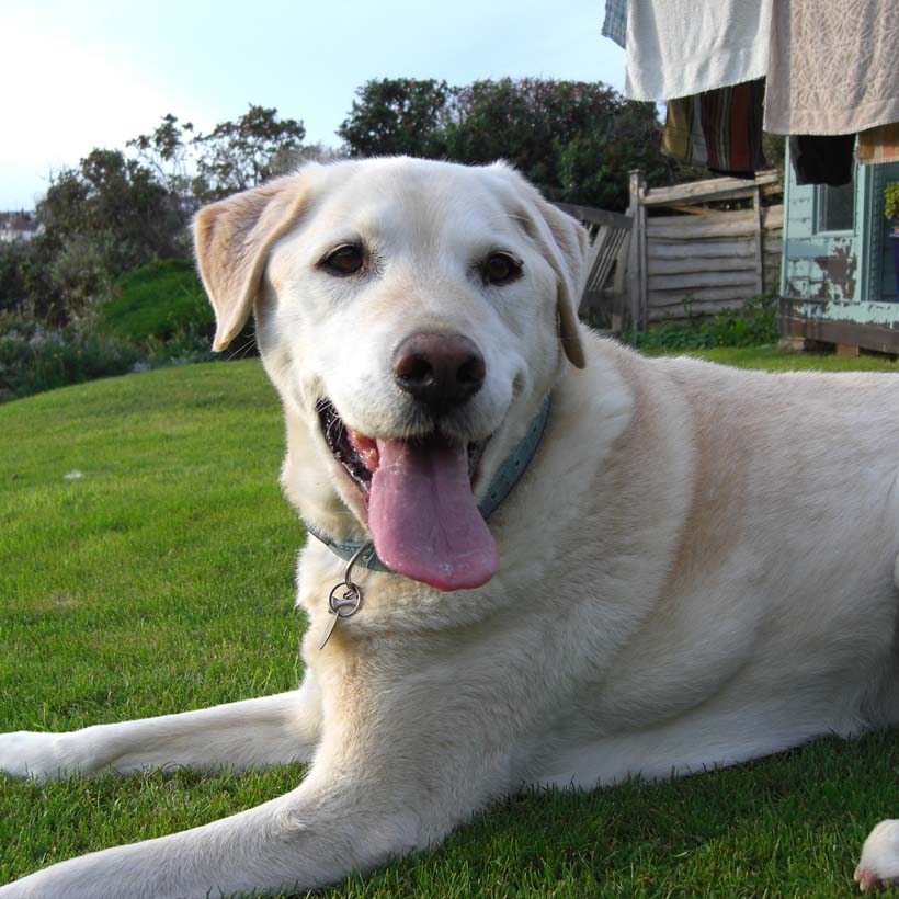 Yellow Labrador