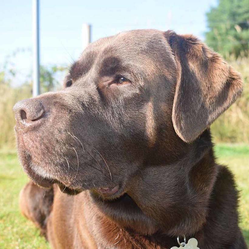 Chocolate Labrador