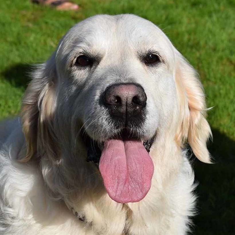 Golden retriever