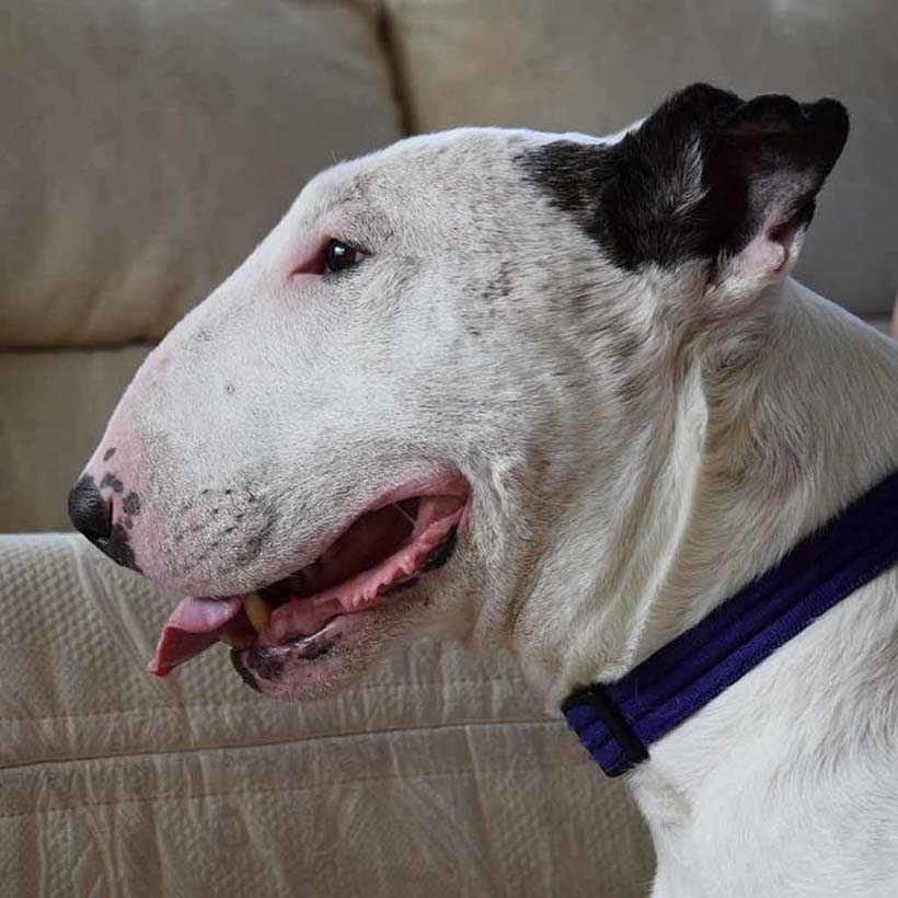 English Bull Terrier