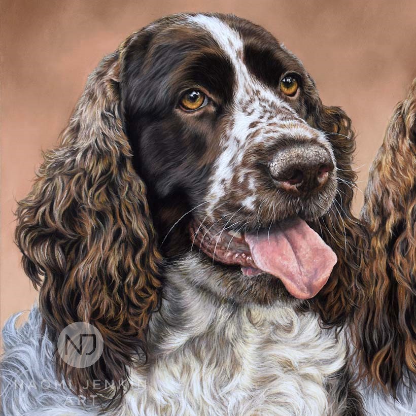 English Springer Spaniel portrait by dog portrait artist Naomi Jenkin. 