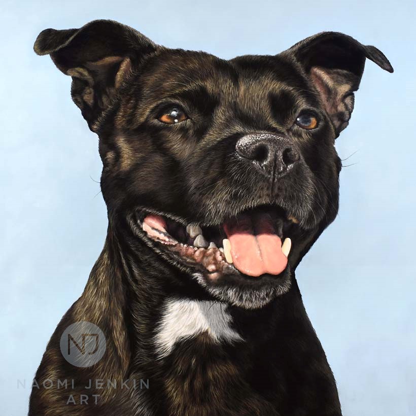 Staffordshire Bull Terrier portrait by pet portrait artist Naomi Jenkin. 