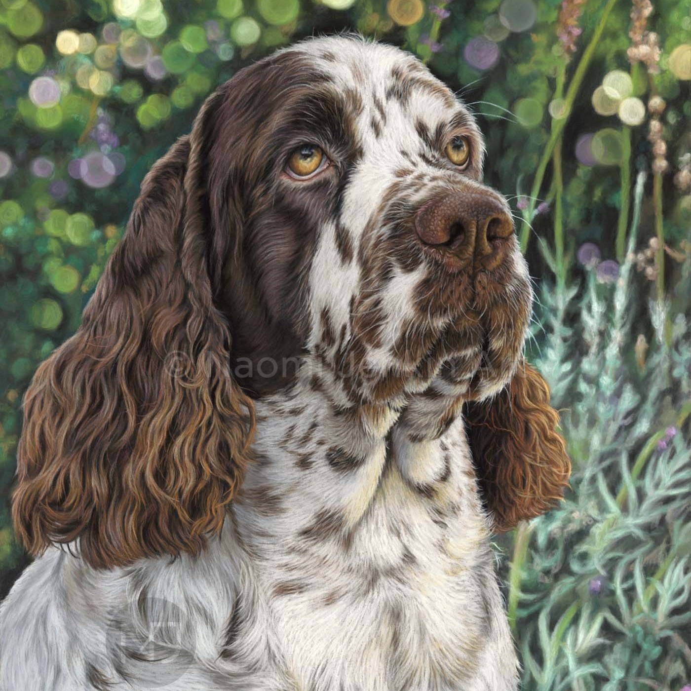 Pet portrait of English Springer spaniel by Naomi Jenkin Art. 