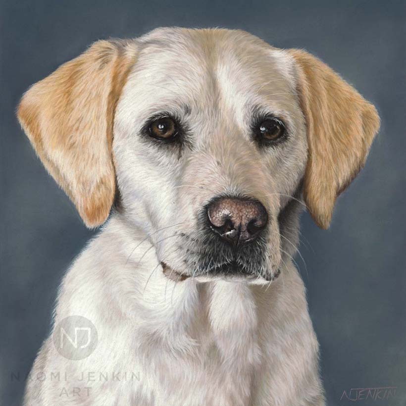 Yellow Labrador portrait by pet portrait artist Naomi Jenkin. 