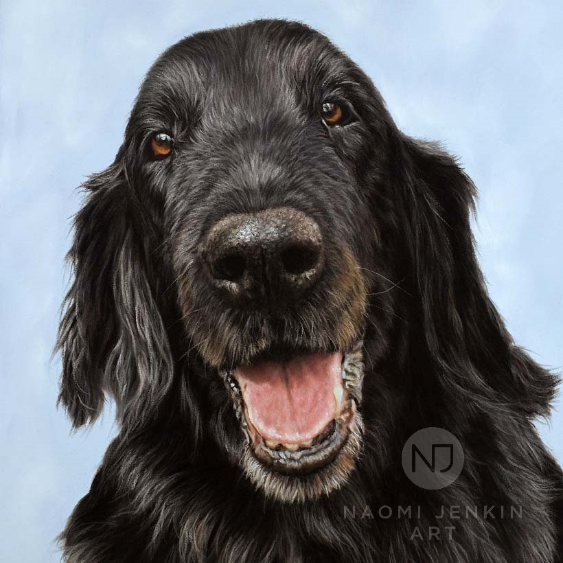 Flat-coated Retriever portrait by Naomi Jenkin Art.