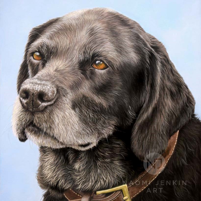 Black Labrador portrait by pet portrait artist Naomi Jenkin.