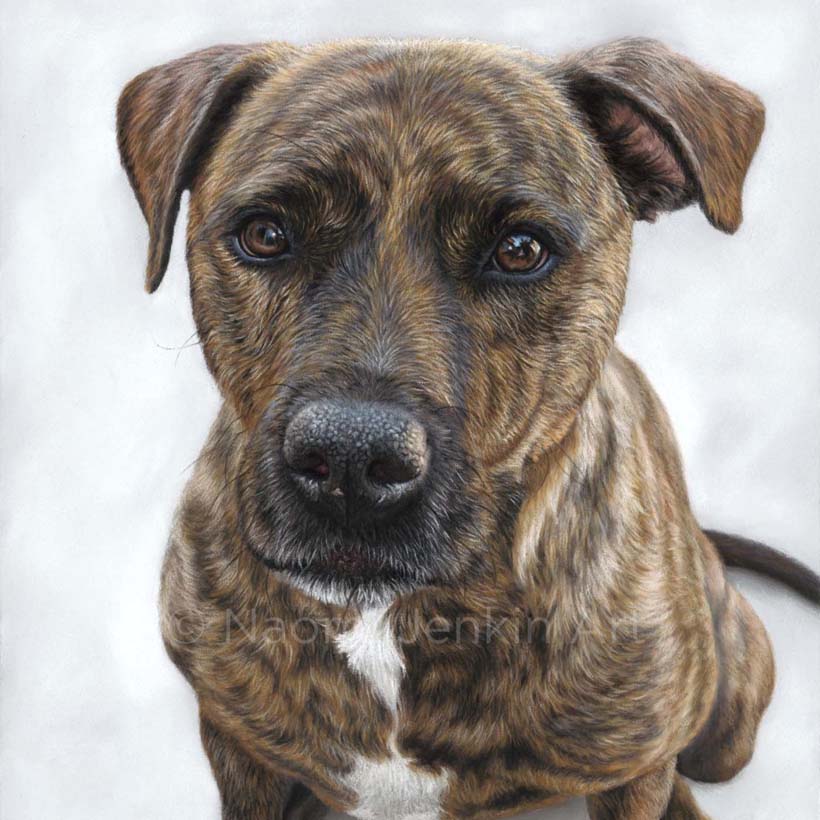 Dog portrait of a Staffador by Naomi Jenkin Art. 