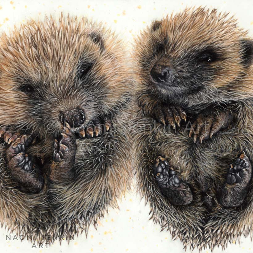 Hedgehog painting by wildlife artist Naomi Jenkin Art. 