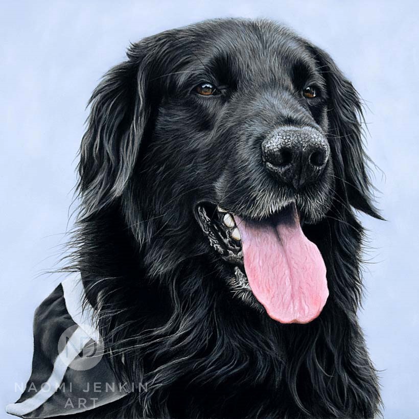 Portrait of flat-coated Retriever by Naomi Jenkin Art. 