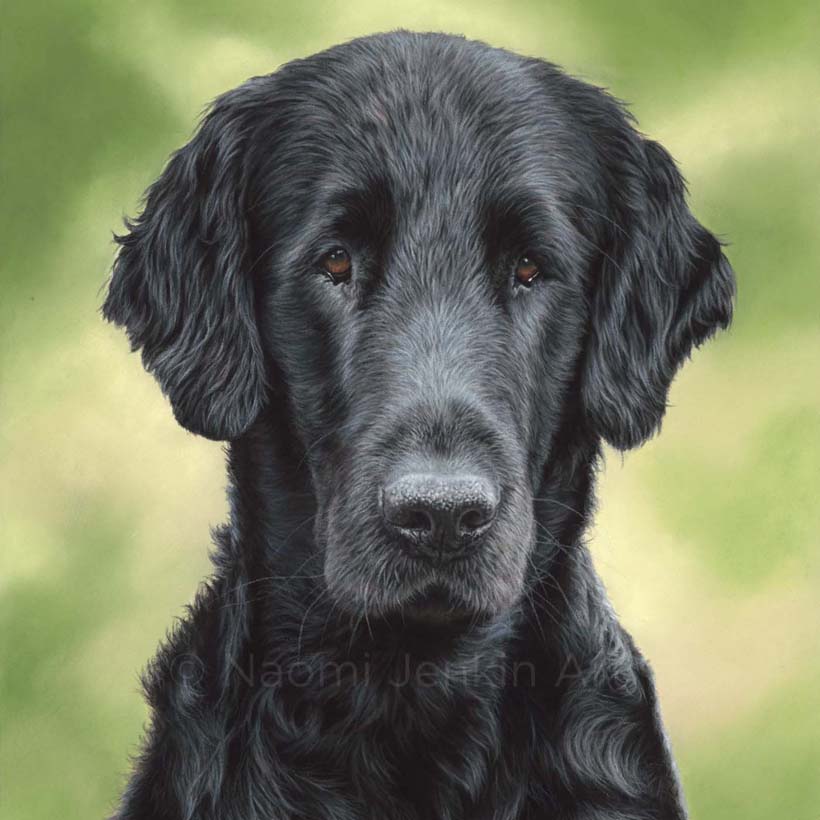 Dog portrait of a black flat coated retriever by Naomi Jenkin Art. 