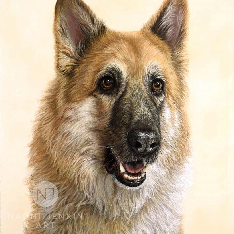 German Shepherd dog portrait by pet portrait artist Naomi Jenkin.