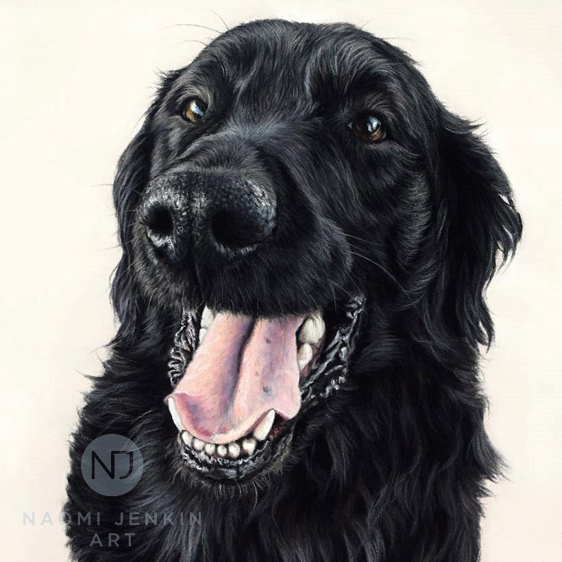 Flat-coated Retriever dog portrait by Naomi Jenkin Art. 
